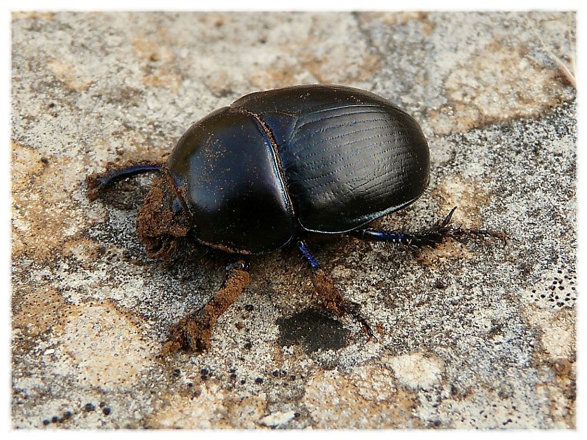 Sericotrupes niger (Geotrupidae)